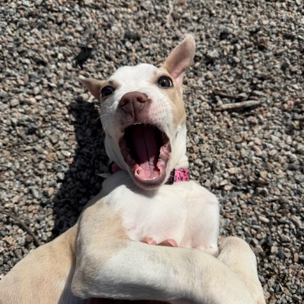 Rumble, Adoptable, Puppy Female Pit Bull Terrier.