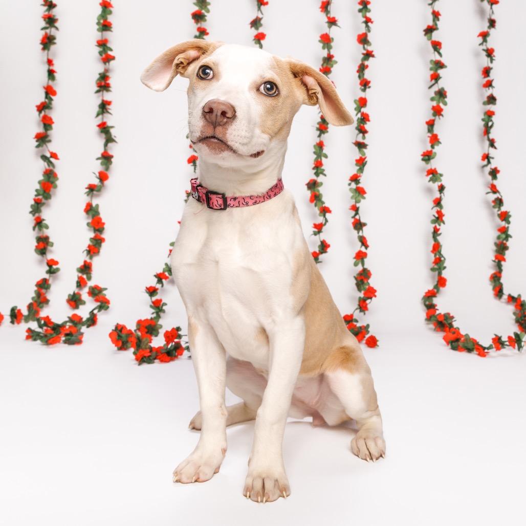 Rumble, Adoptable, Young Female Pit Bull Terrier.