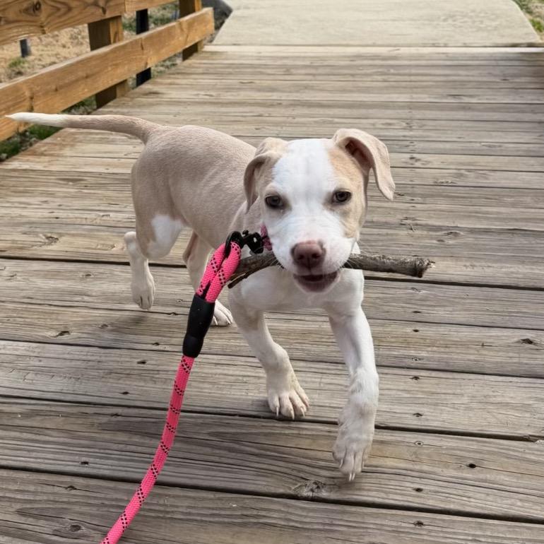 Rumble, Adoptable, Young Female Pit Bull Terrier & Mixed Breed.