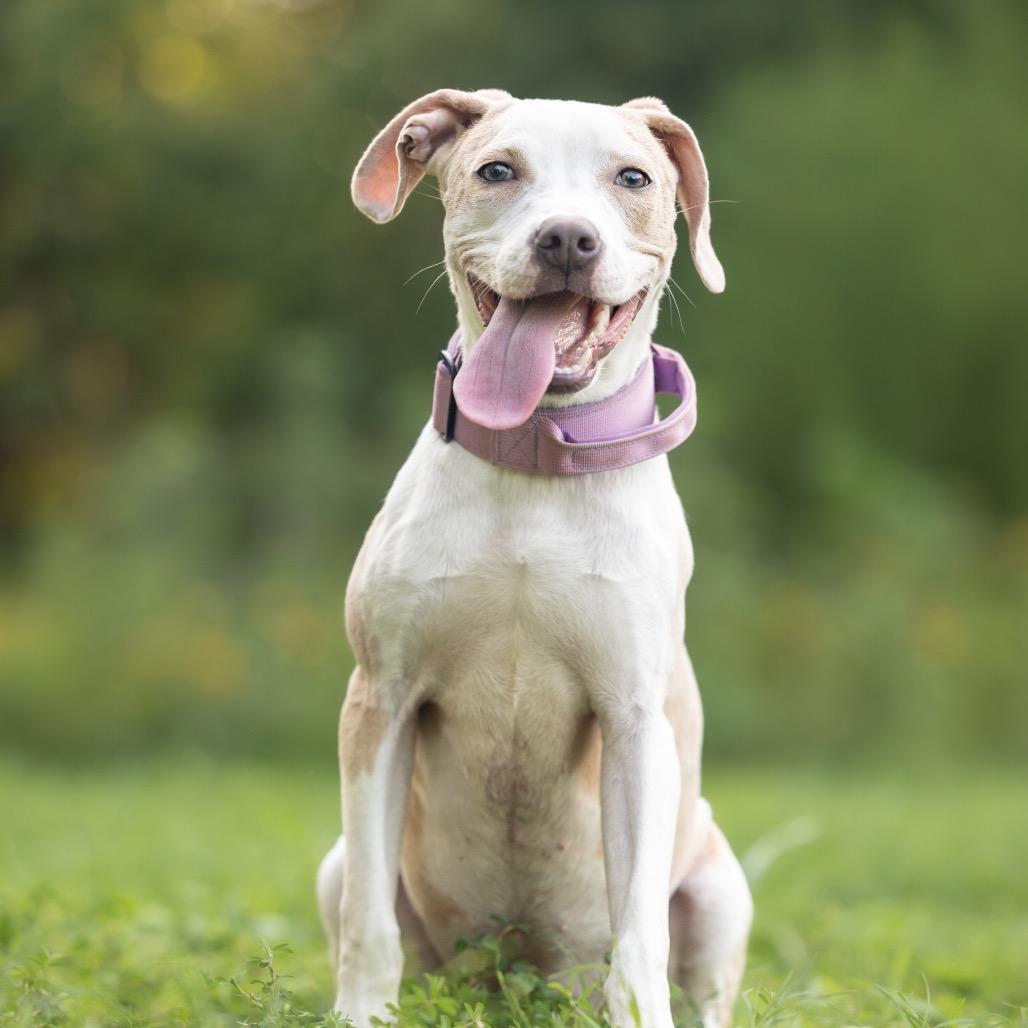 Harley Quinn, Adoptable, Young Female Pit Bull Terrier & Mixed Breed.