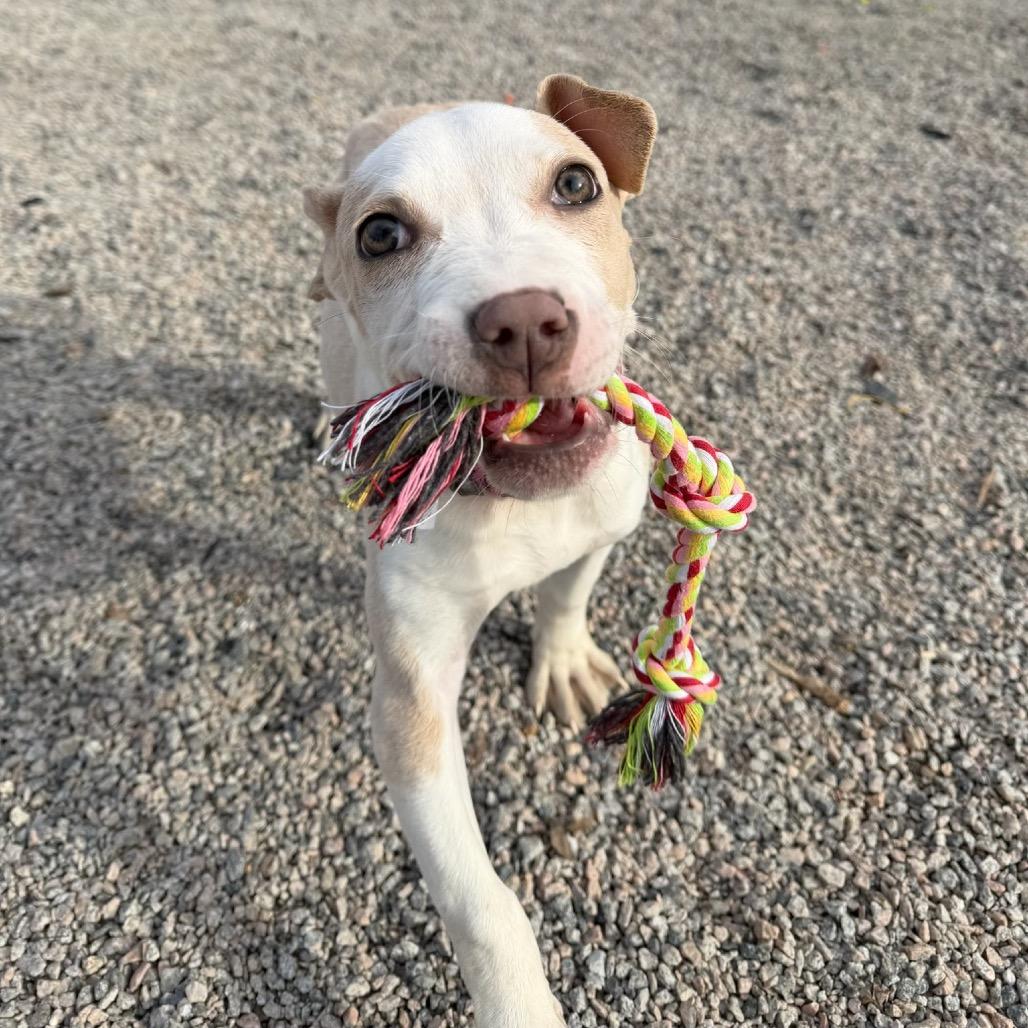 Enlarge Rumble, a Adoptable mixed breed in Durham, NC image 2/6