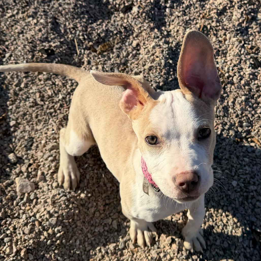 Enlarge Rumble, a Adoptable mixed breed in Durham, NC image 3/6