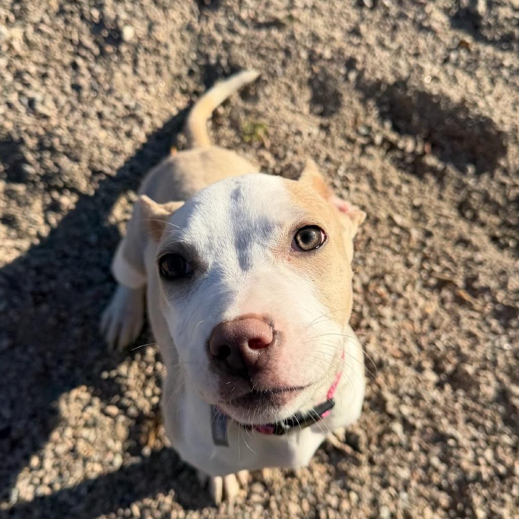 Enlarge Rumble, a Adoptable mixed breed in Durham, NC image 4/6