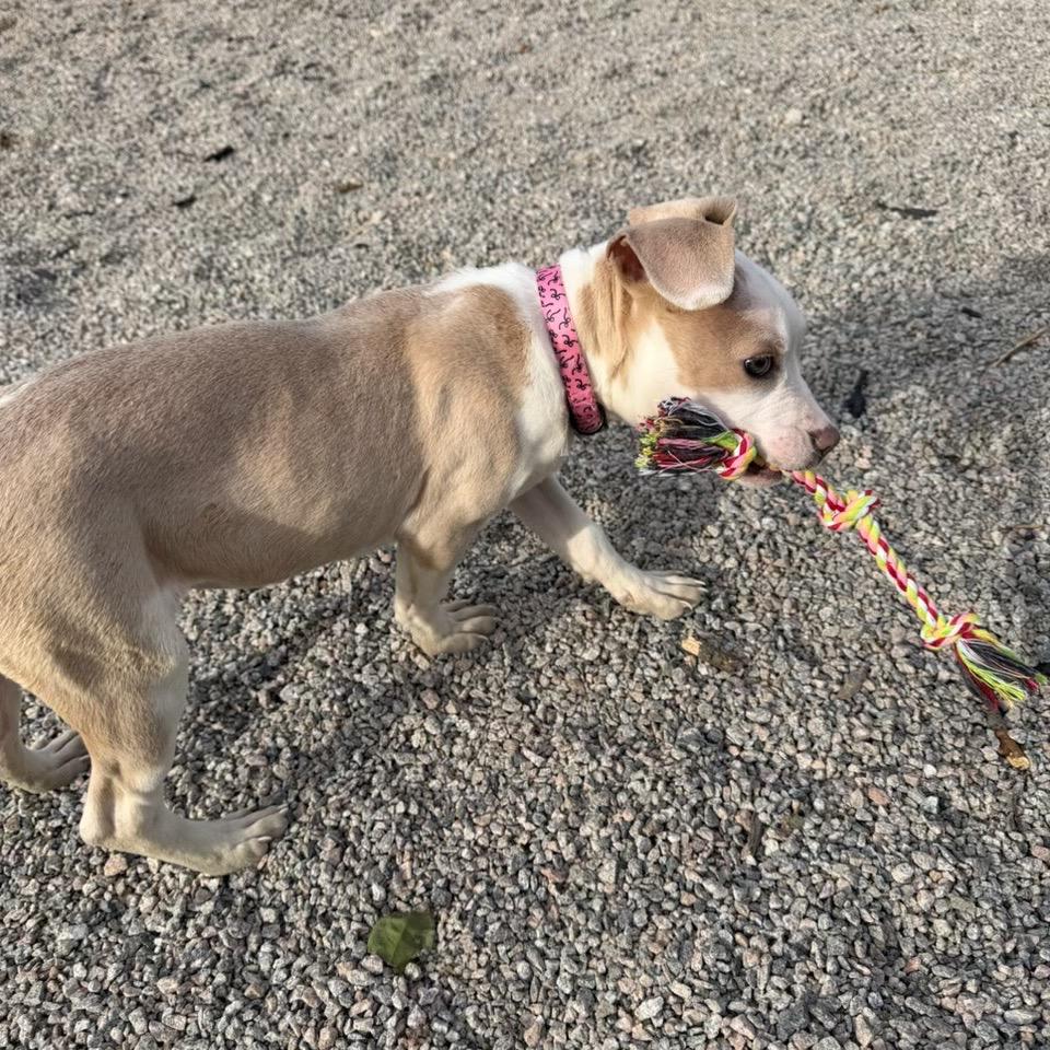 Enlarge Rumble, a Adoptable mixed breed in Durham, NC image 5/6