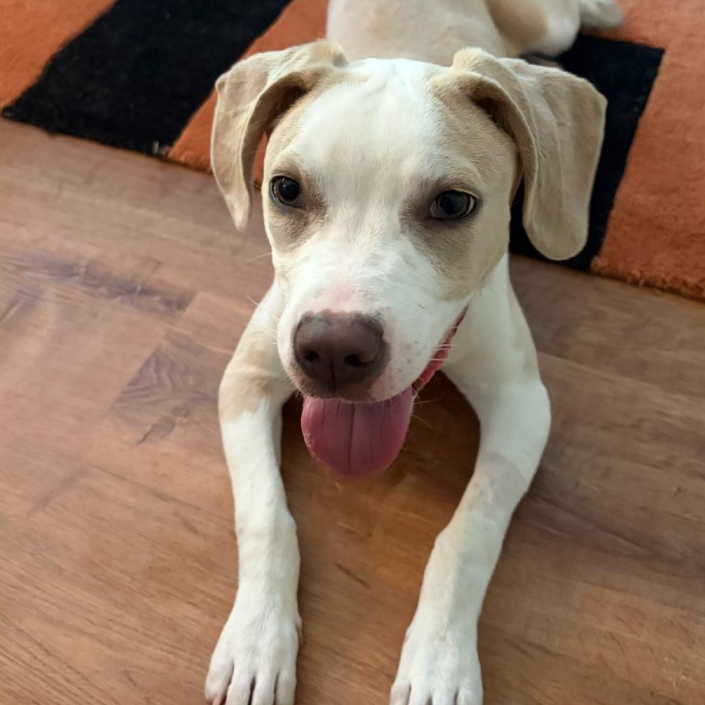 Rumble, a Adoptable mixed breed in Durham, NC image 3/6