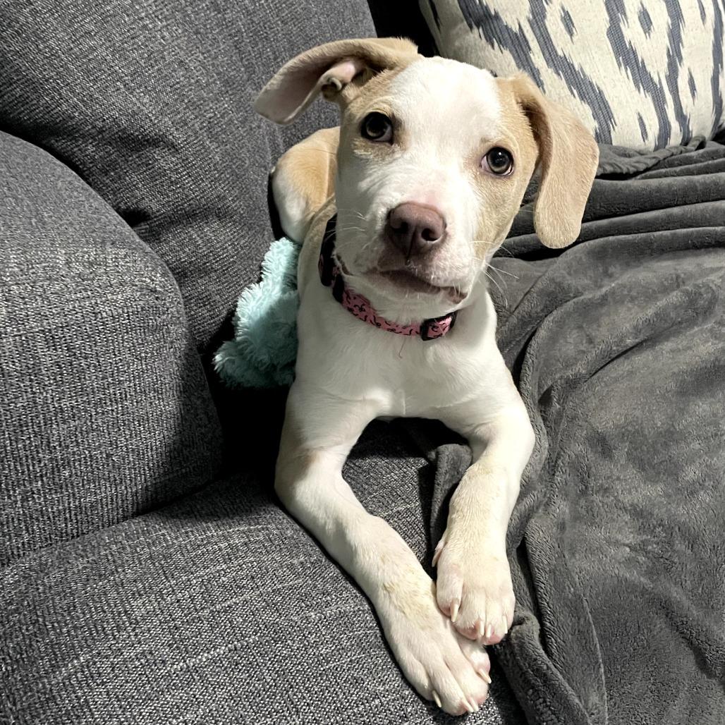 Harley Quinn, a Adoptable mixed breed in Durham, NC image 3/6