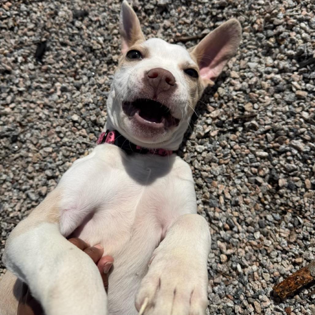 Enlarge Rumble, a Adoptable mixed breed in Durham, NC image 6/6