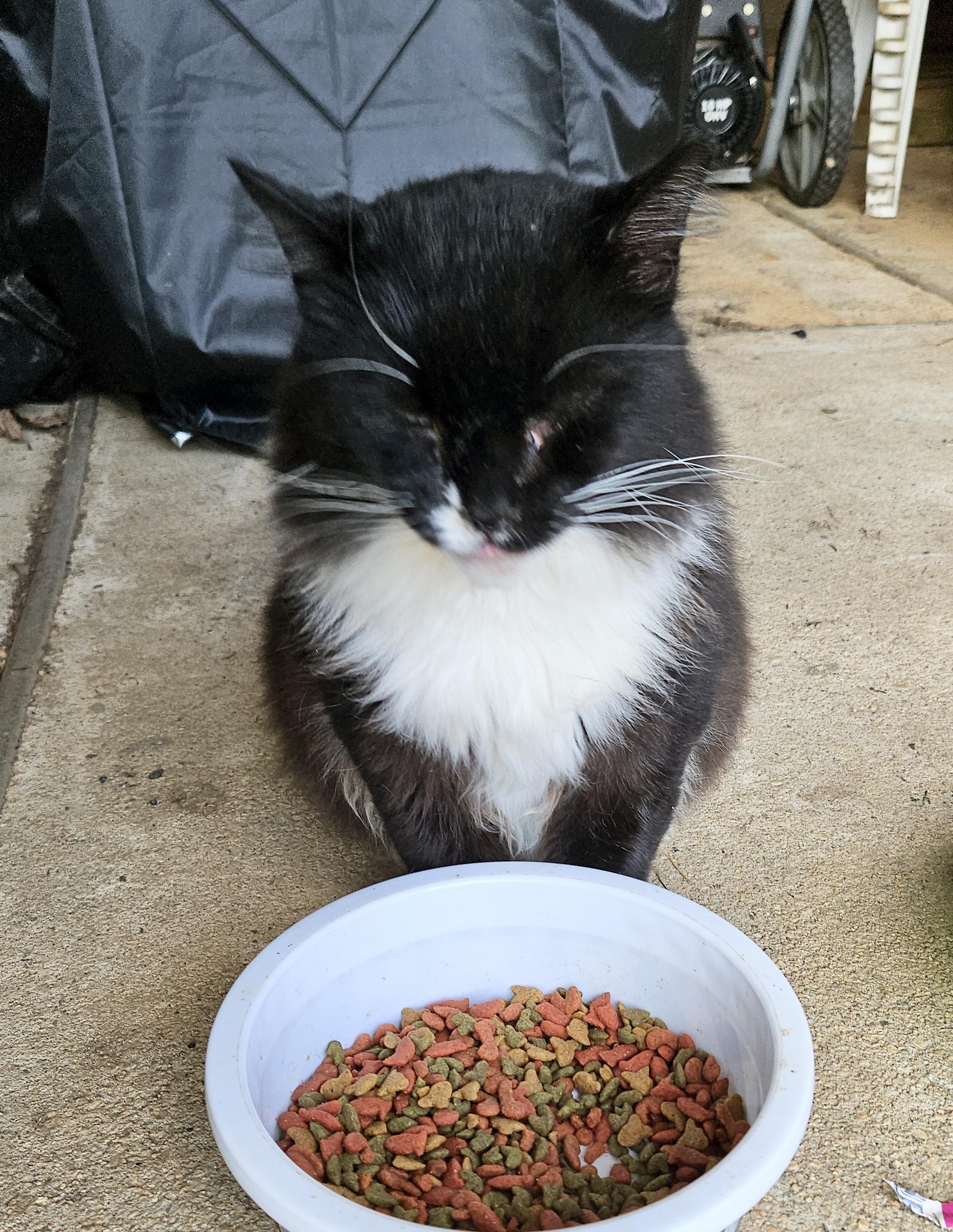 Oscar & Sassy, Adoptable, Adult Male Domestic Short Hair & Domestic Medium Hair.