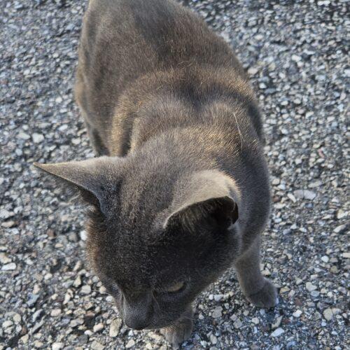 Enlarge Oscar & Sassy, a Adoptable mixed breed in Seven Valleys, PA image 2/2