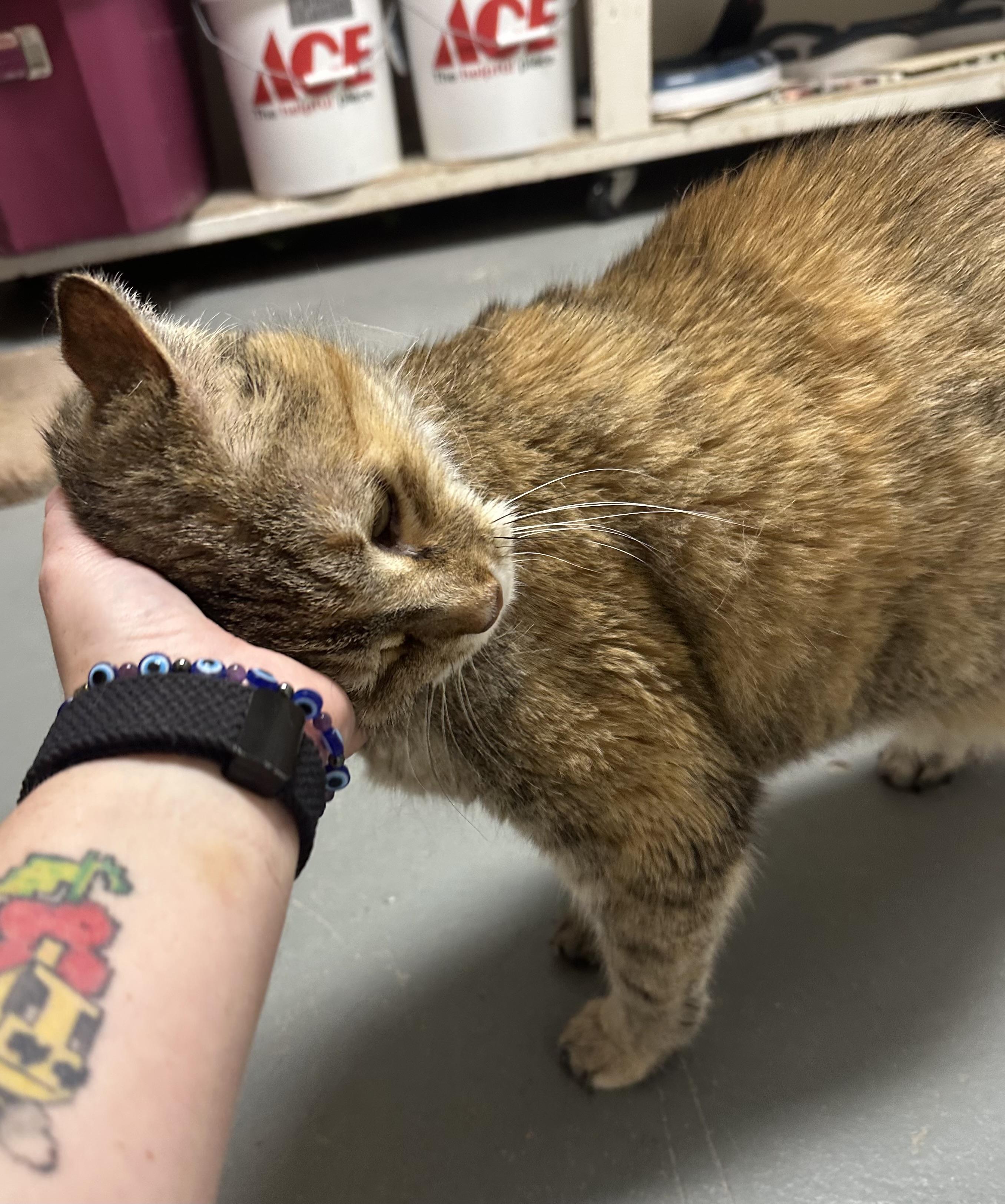 Enlarge Ali, a Adoptable Domestic Short Hair in Glenwood, MN image 1/3
