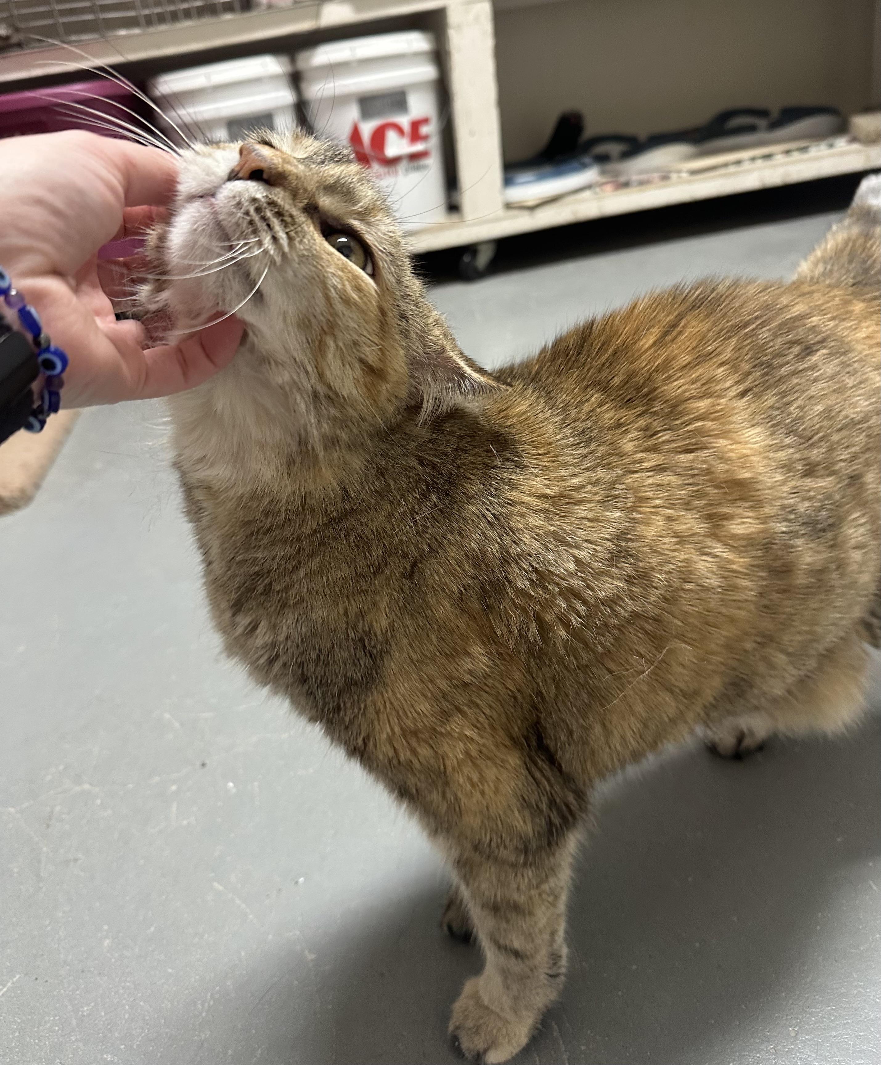Enlarge Ali, a Adoptable Domestic Short Hair in Glenwood, MN image 2/3