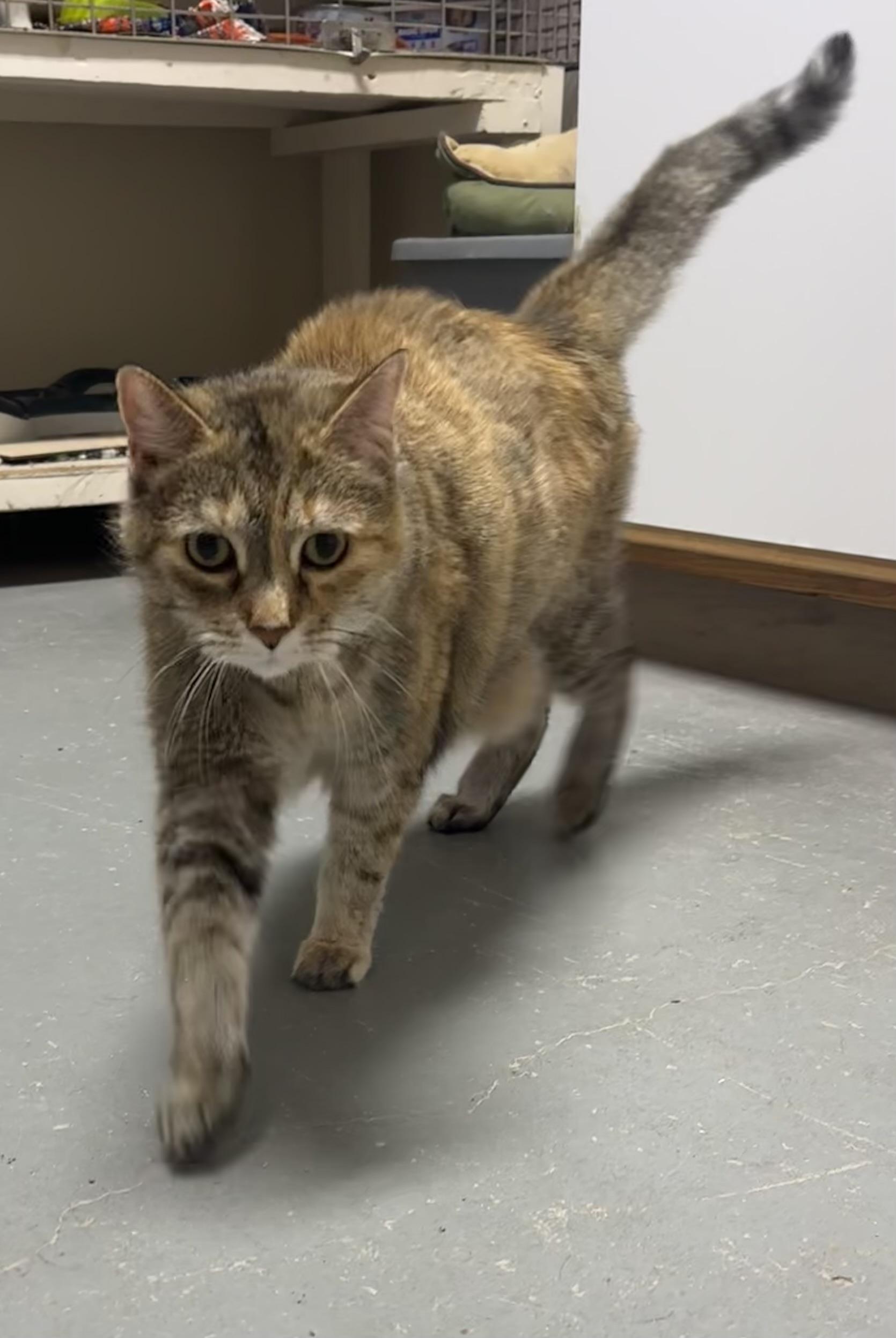 Enlarge Ali, a Adoptable Domestic Short Hair in Glenwood, MN image 3/3