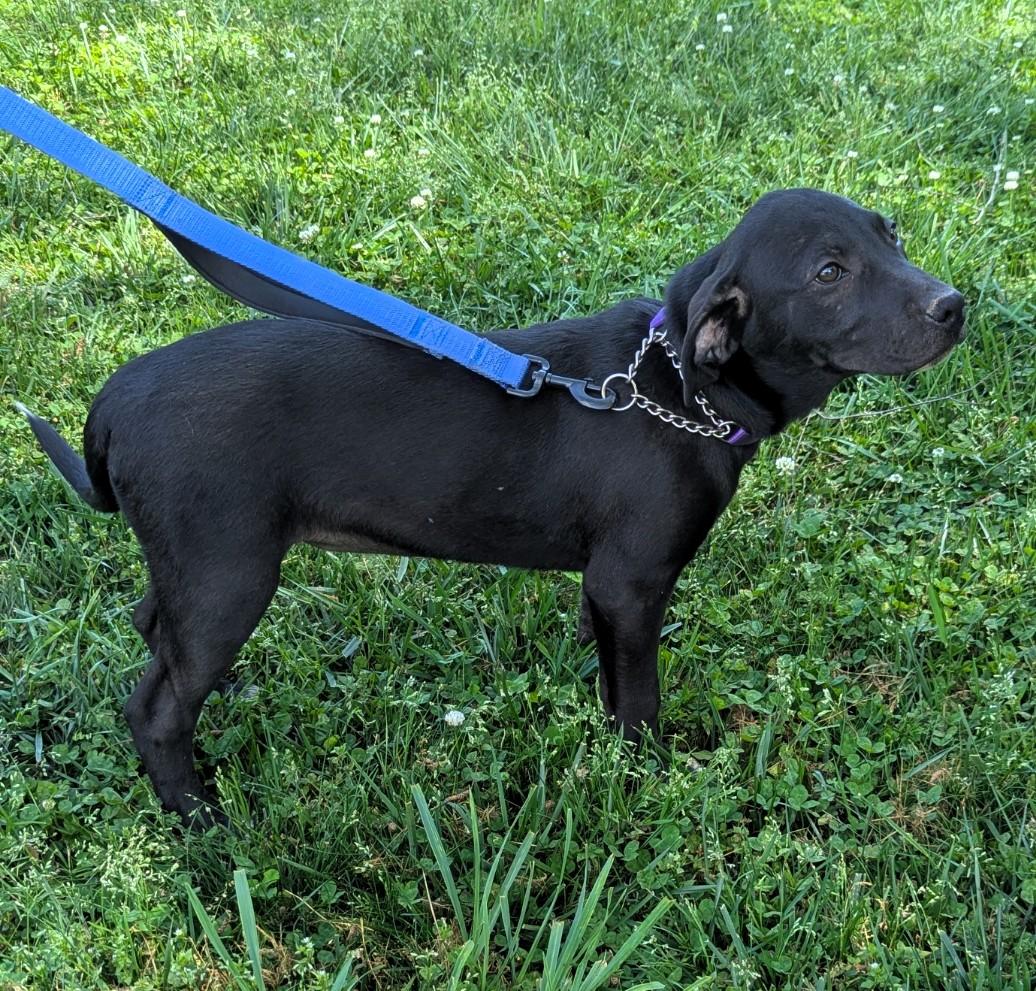 Sox, ADOPTABLE, Puppy Female Hound & Labrador Retriever.
