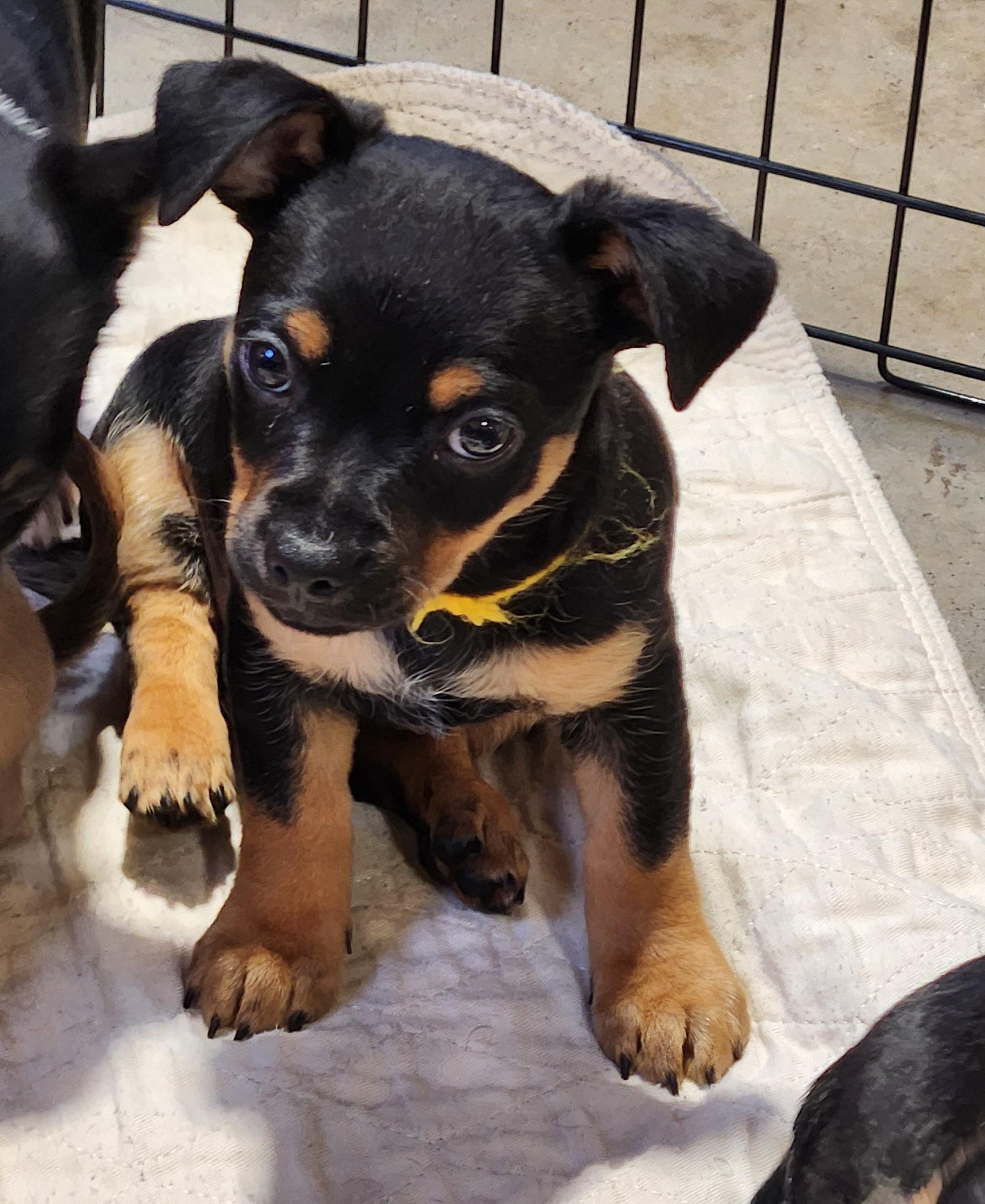Enlarge Boots, a Adoptable Chihuahua in Pelzer, SC image 2/4