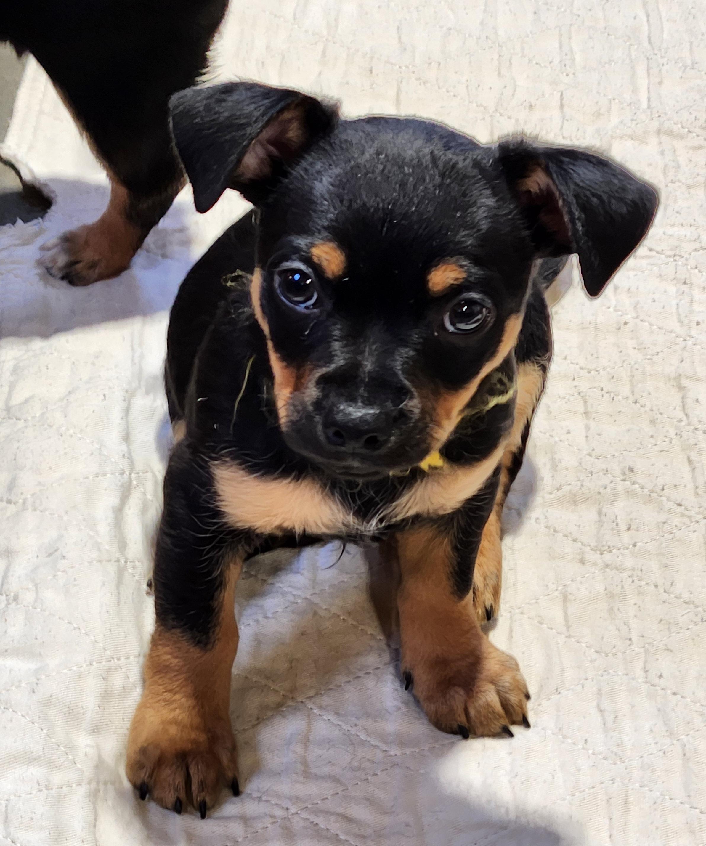 Boots, Adoptable, Puppy Male Chihuahua.