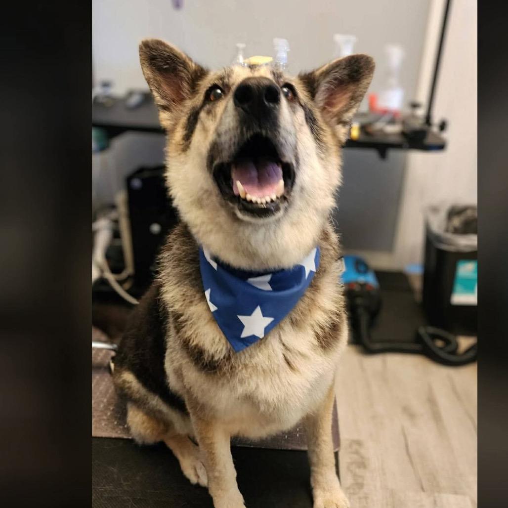 Sasha, Adoptable, Adult Female German Shepherd Dog.