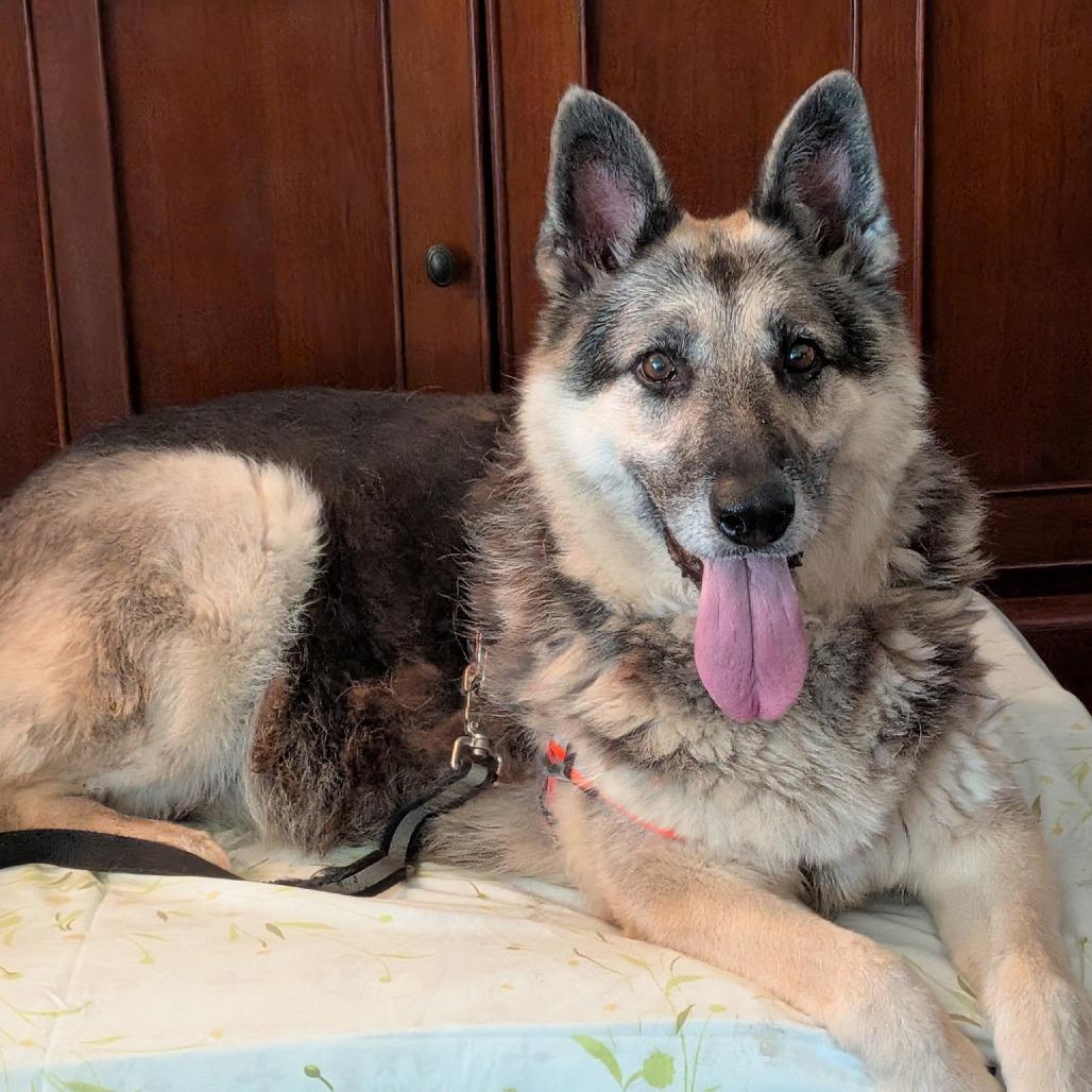 Sasha, a Adoptable German Shepherd Dog in Tulsa, OK image 2/6