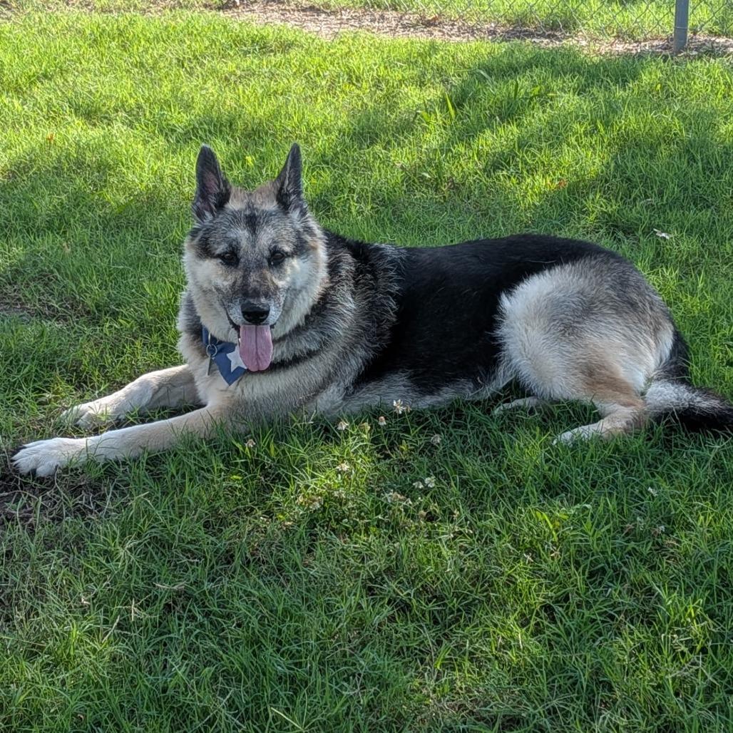 Sasha, a Adoptable German Shepherd Dog in Tulsa, OK image 3/6