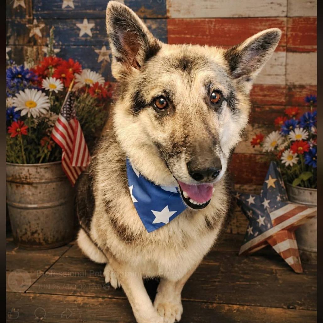 Sasha, a Adoptable German Shepherd Dog in Tulsa, OK image 4/6