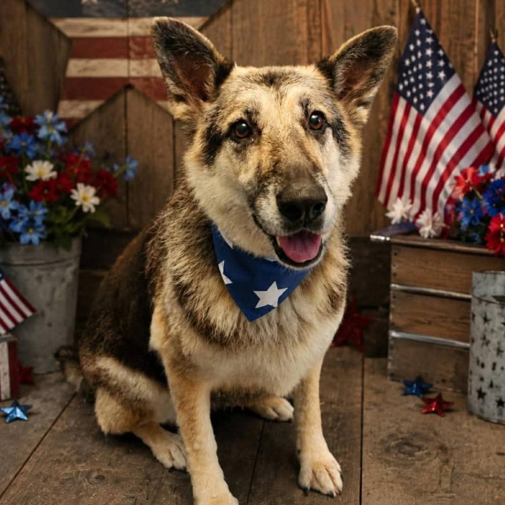 Sasha, a Adoptable German Shepherd Dog in Tulsa, OK image 5/6