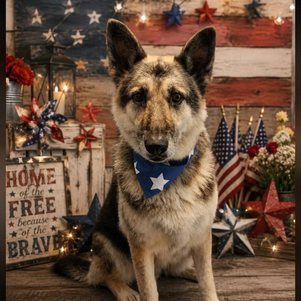 Sasha, a Adoptable German Shepherd Dog in Tulsa, OK image 6/6