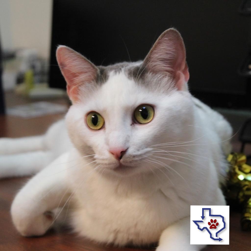 Simsim, Adoptable, Adult Male Domestic Short Hair.