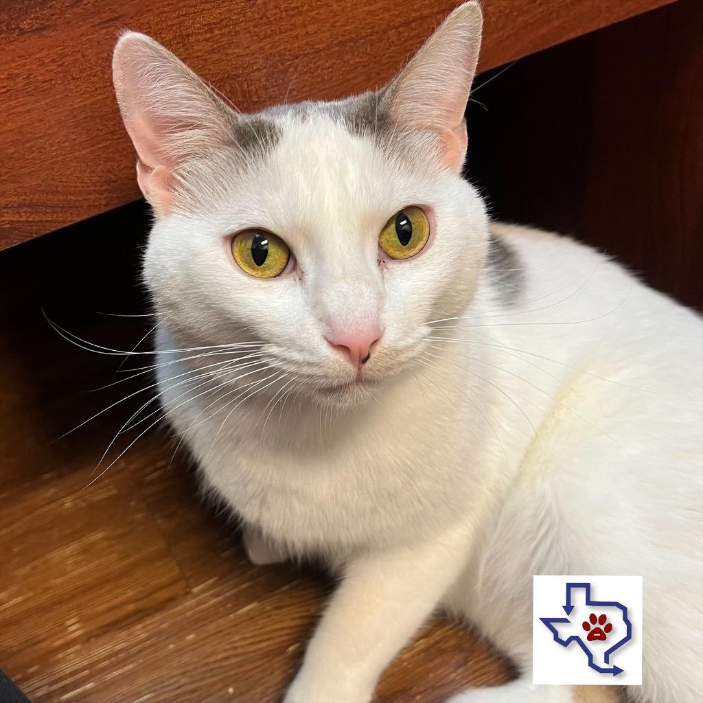 Simsim, Adoptable, Adult Male Domestic Short Hair.