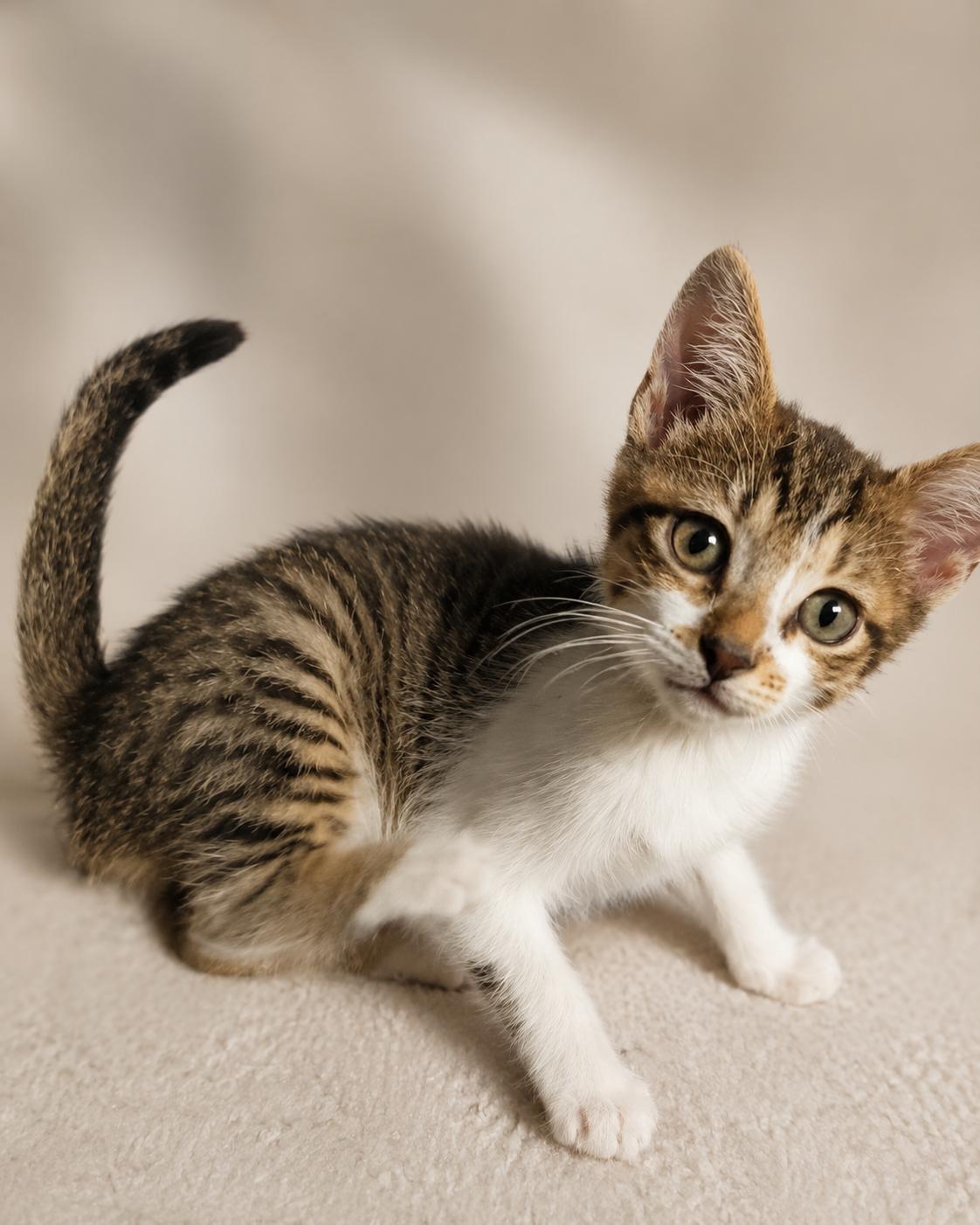 Thibodeaux, Adopted, Young Male Domestic Short Hair.