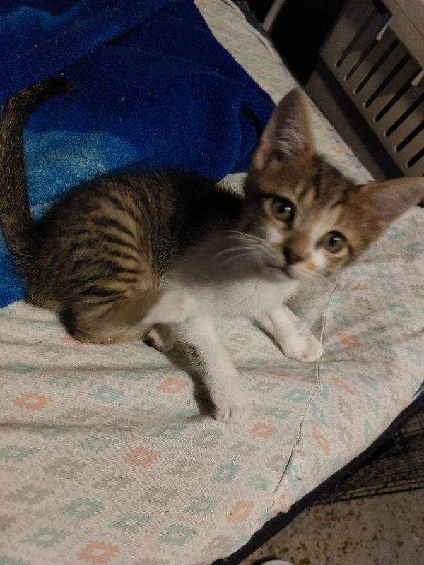 Thibodeaux, a Adopted Domestic Short Hair in Pineville, LA image 2/2