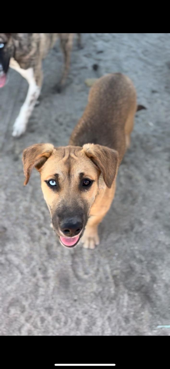 Luna, Adoptable, Young Female German Shepherd Dog & Siberian Husky.