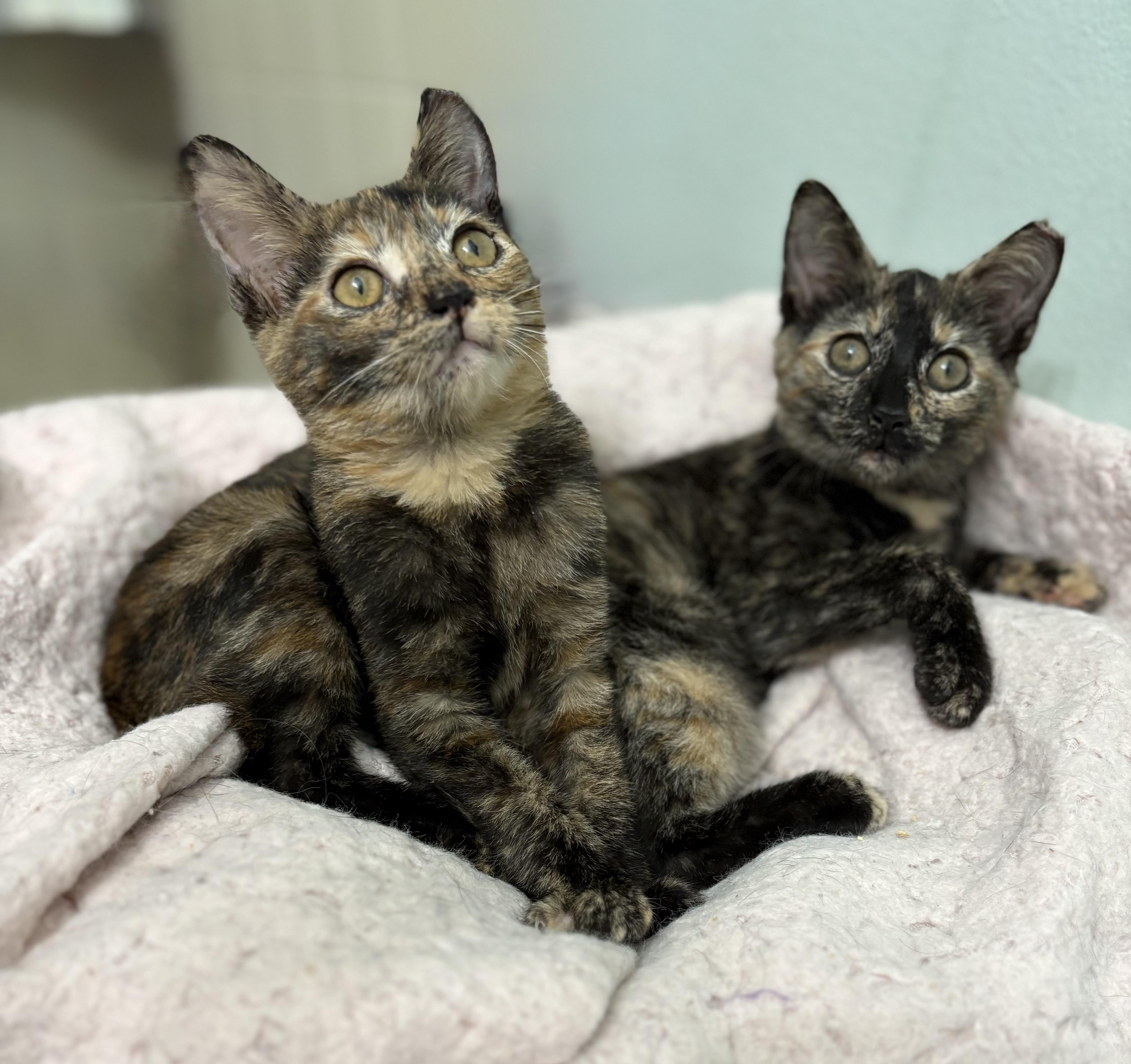 Enlarge Mopsy, a Adoptable mixed breed in Brooksville, FL image 2/4