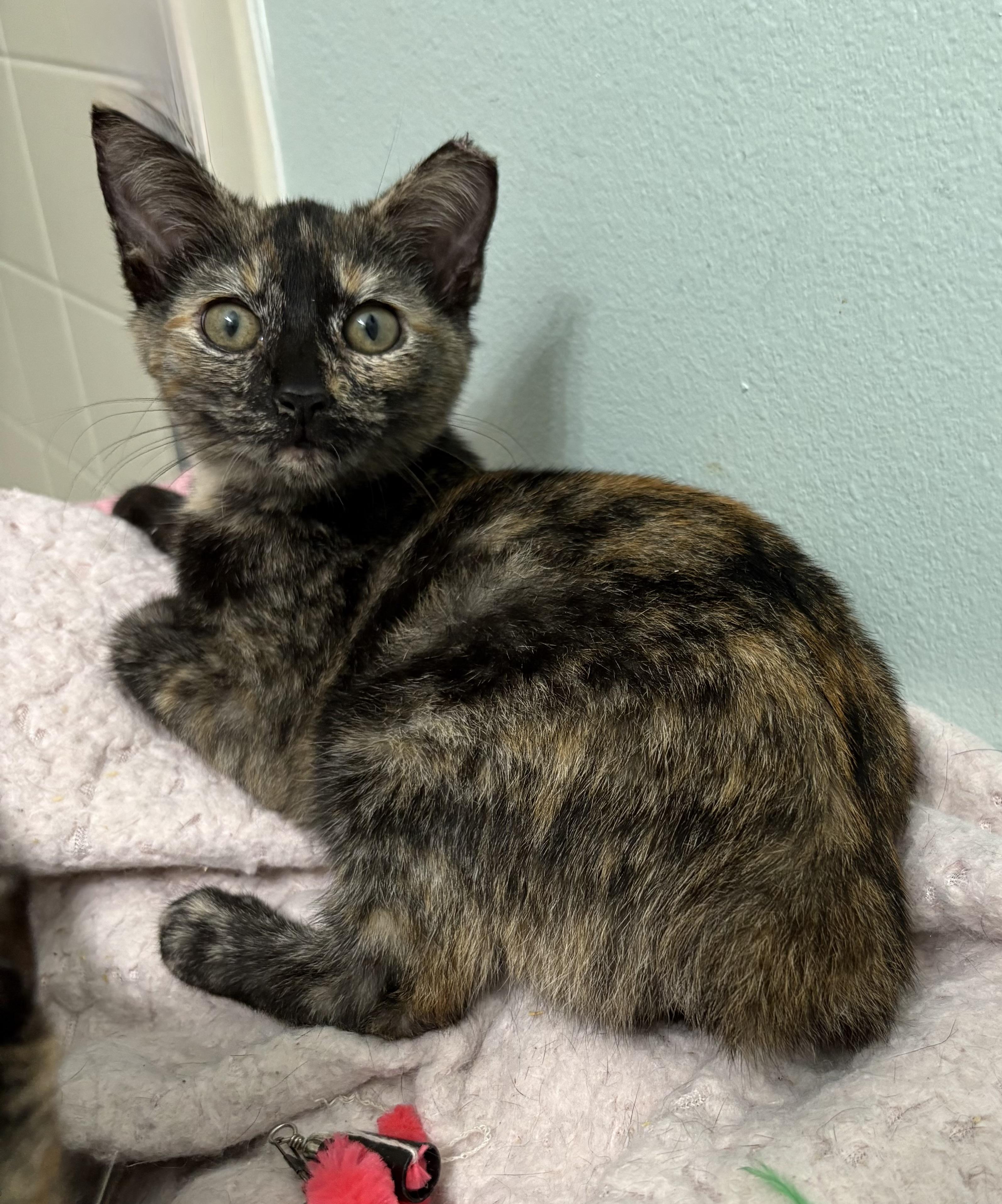 Enlarge Mopsy, a Adoptable mixed breed in Brooksville, FL image 1/4