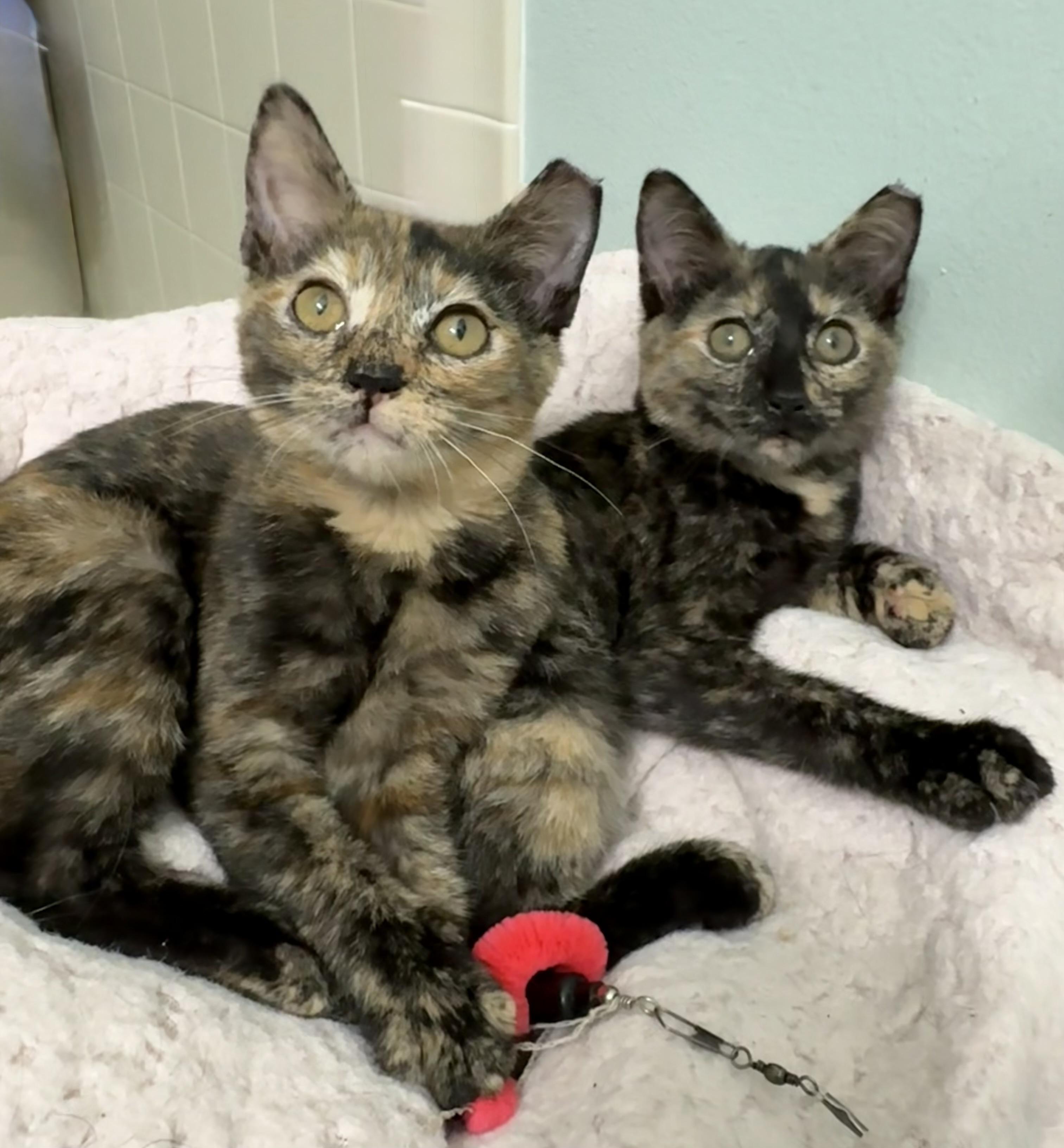 Enlarge Mopsy, a Adoptable mixed breed in Brooksville, FL image 4/4