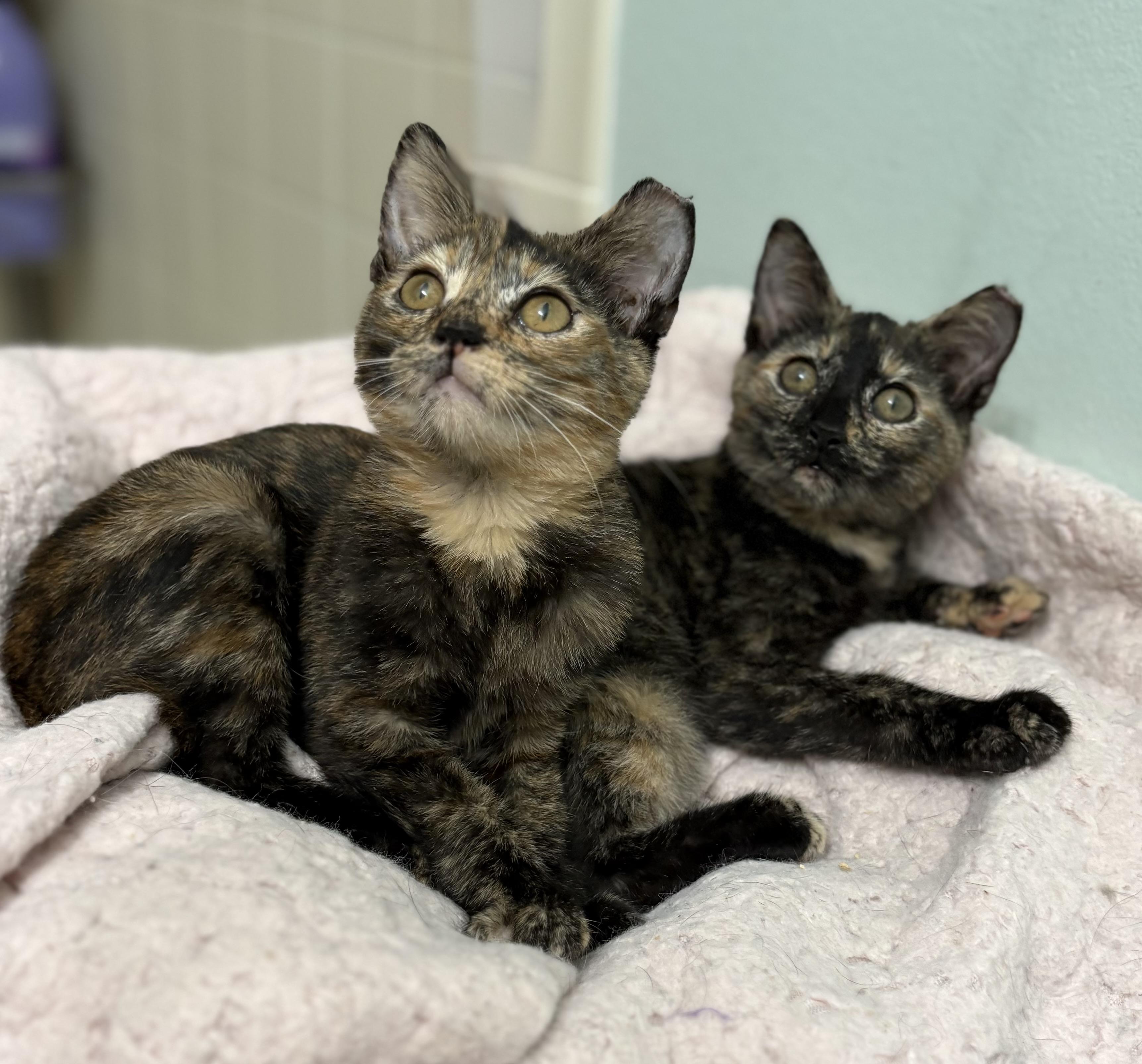 Enlarge Mopsy, a Adoptable mixed breed in Brooksville, FL image 3/4