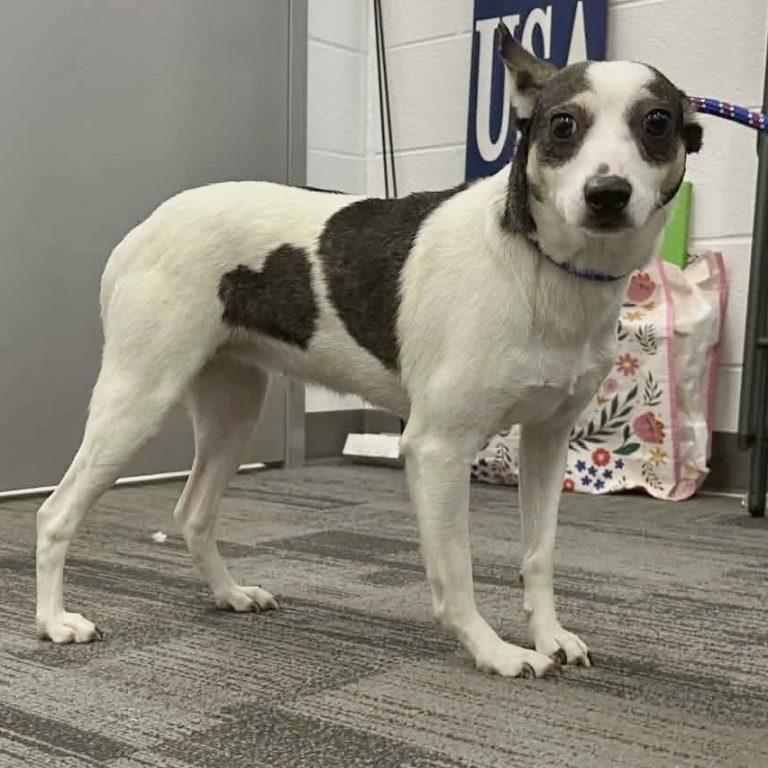 Sheila, a Adoptable mixed breed in Durham, NC image 1/3