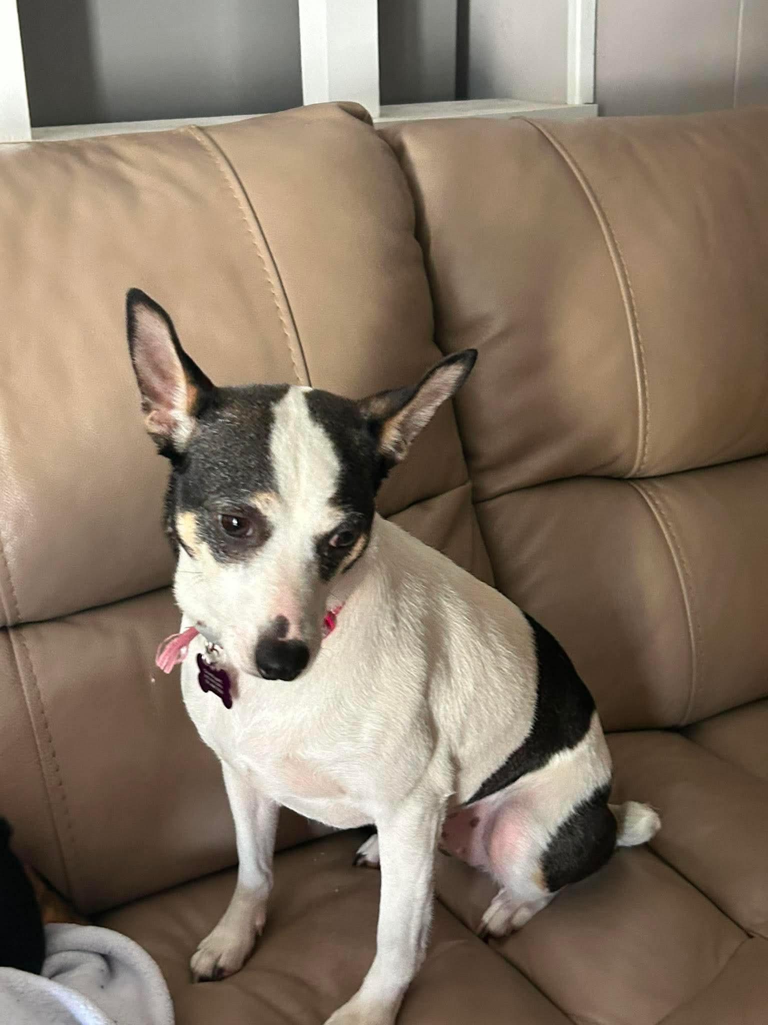 Sheila, Adoptable, Adult Female Terrier & Chihuahua.