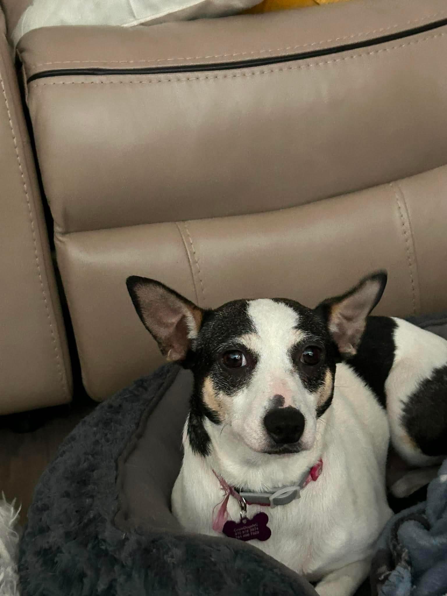 Sheila, a Adoptable mixed breed in Durham, NC image 2/3