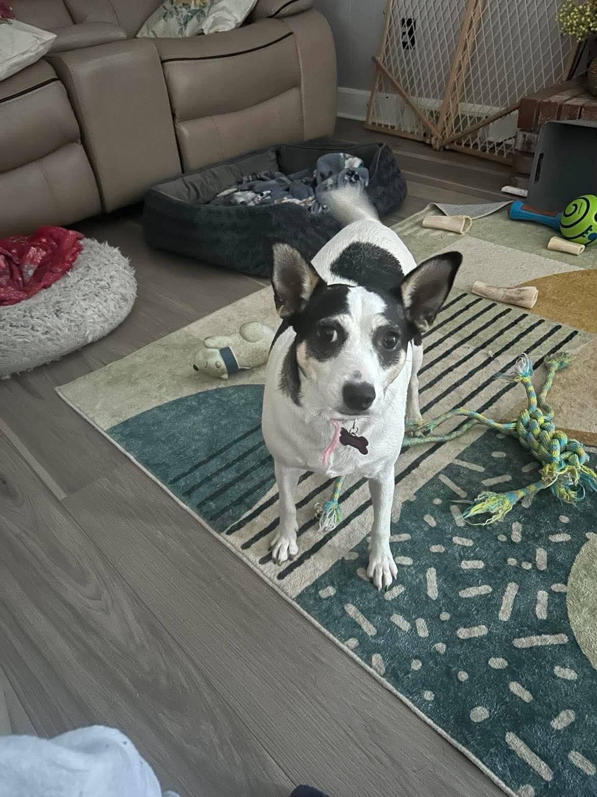 Sheila, a Adoptable mixed breed in Fremont, NC image 1/3