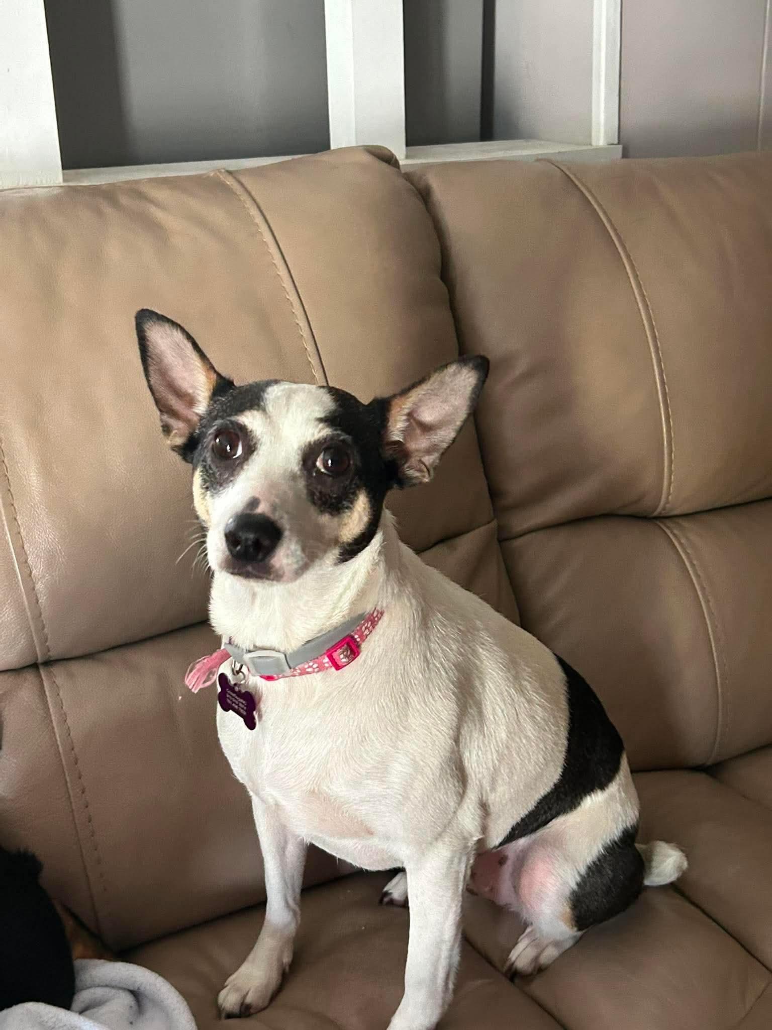 Sheila, Adoptable, Adult Female Terrier & Chihuahua.