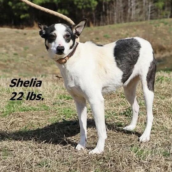Sheila, a Adoptable mixed breed in Durham, NC image 3/3