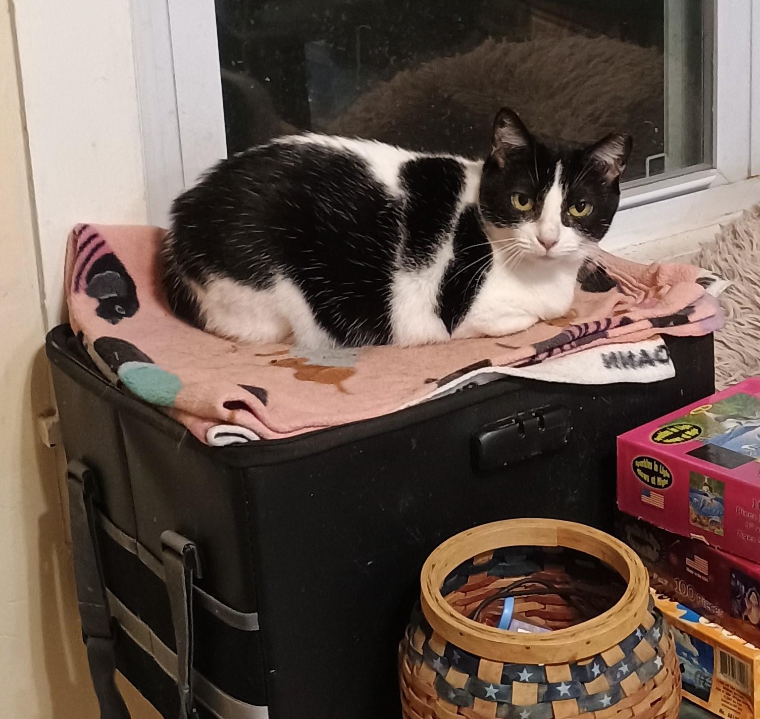 Enlarge Domino (bonded to Spade), a Adoptable mixed breed in Hendersonville, TN image 1/5