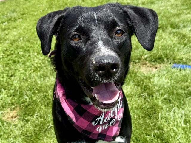 Enlarge MEG, a Adoptable mixed breed in Pueblo, CO image 1/1