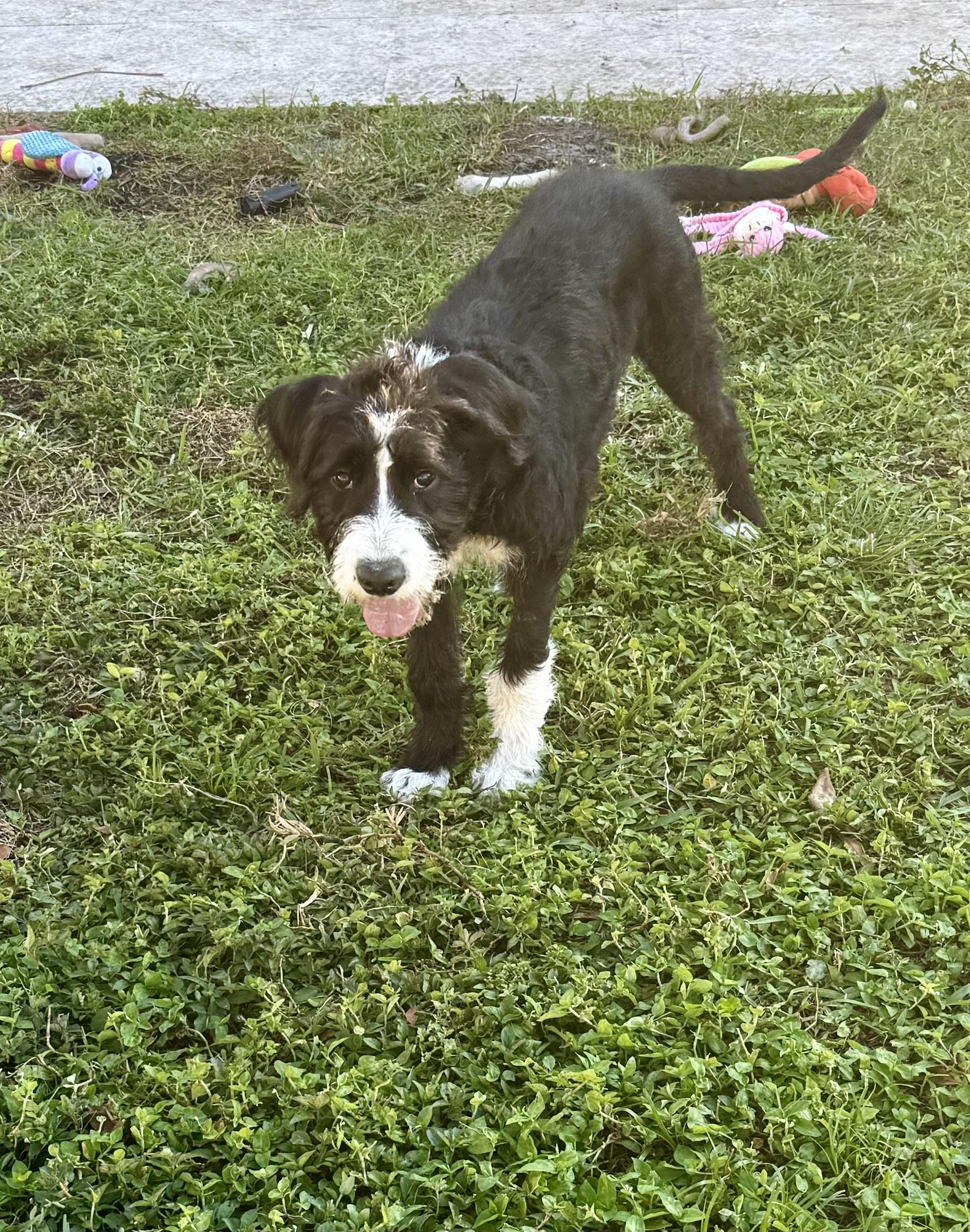 Hypoallergenic bernadoodle puppy boy David , an adopted Bernadoodle in Boca Raton, FL image 6/6