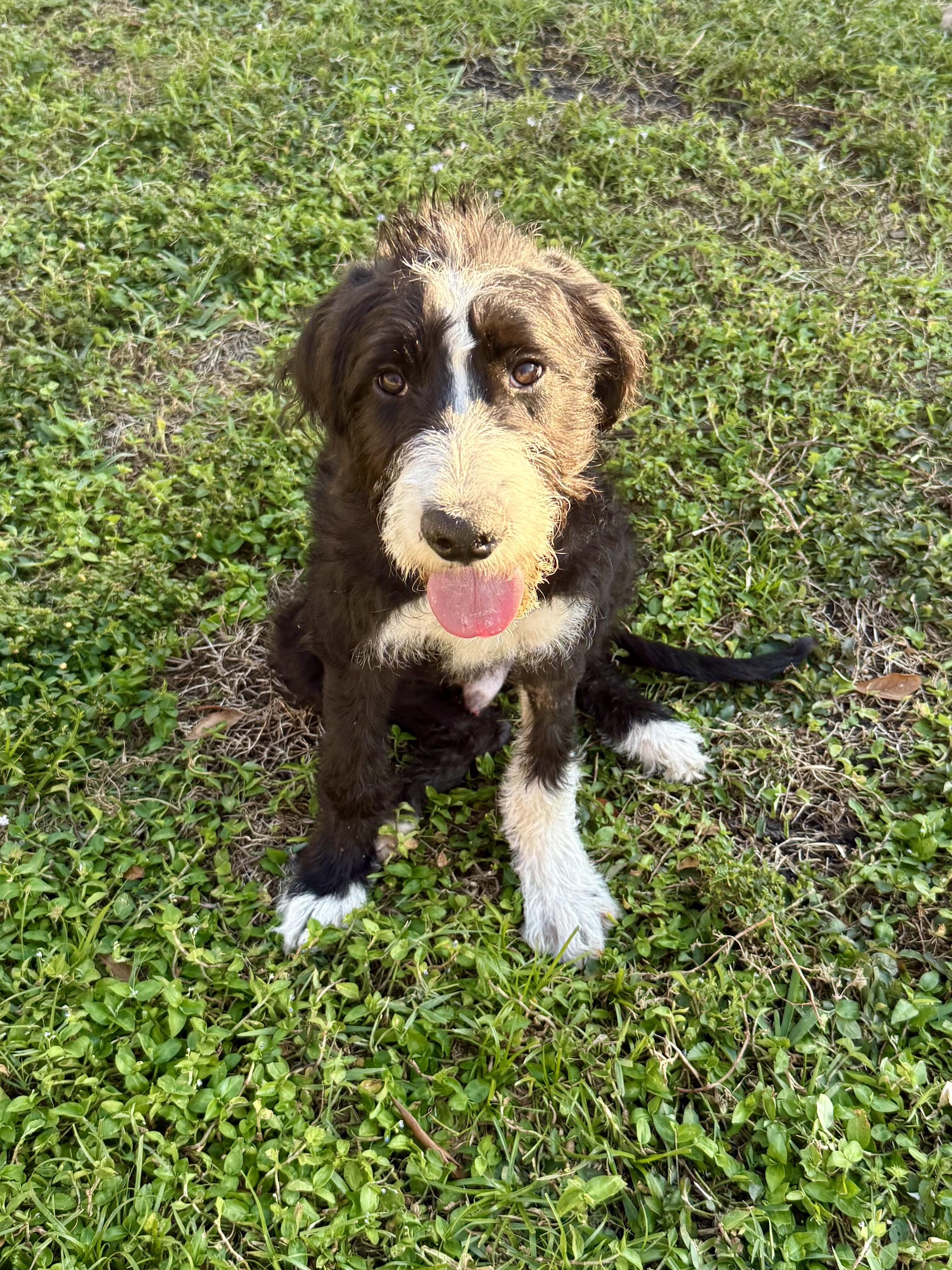 Hypoallergenic bernadoodle puppy boy David , an adopted Bernadoodle in Boca Raton, FL image 5/6