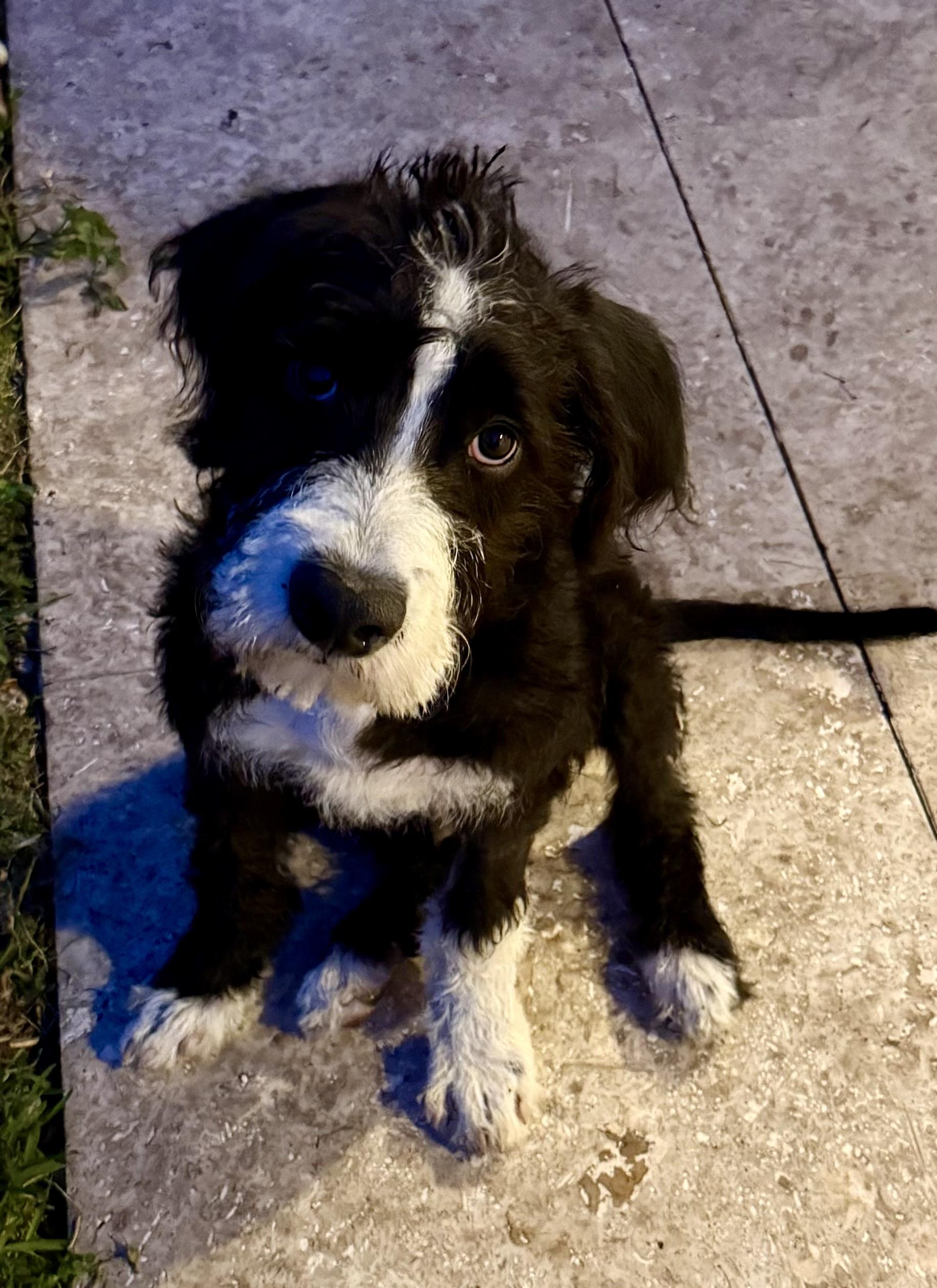 Hypoallergenic bernadoodle puppy boy David , an adopted Bernadoodle in Boca Raton, FL image 2/6