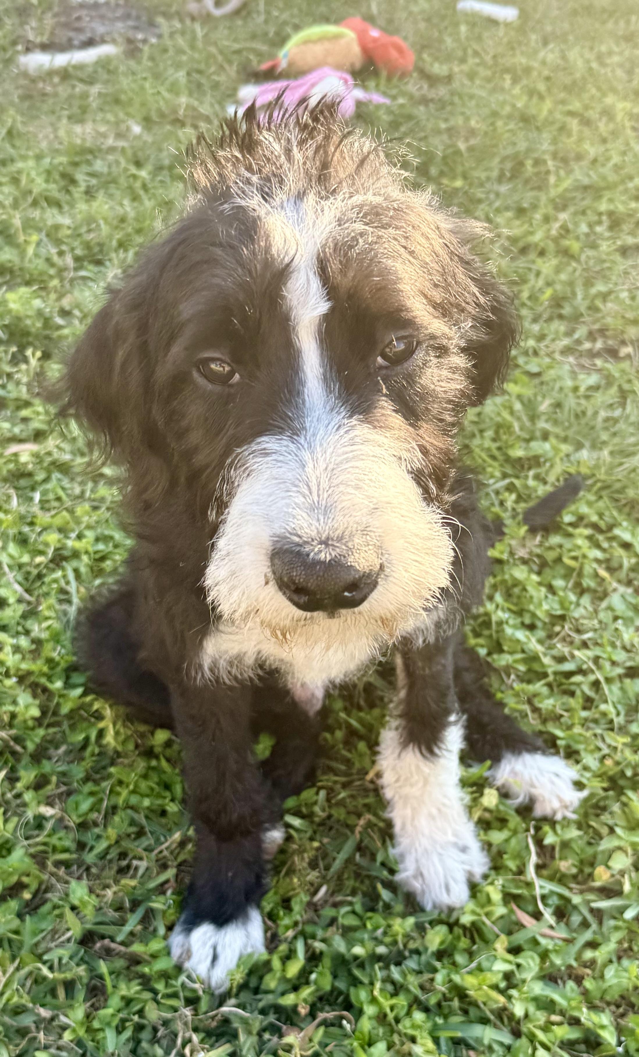 Hypoallergenic bernadoodle puppy boy David , an adopted Bernadoodle in Boca Raton, FL image 4/6