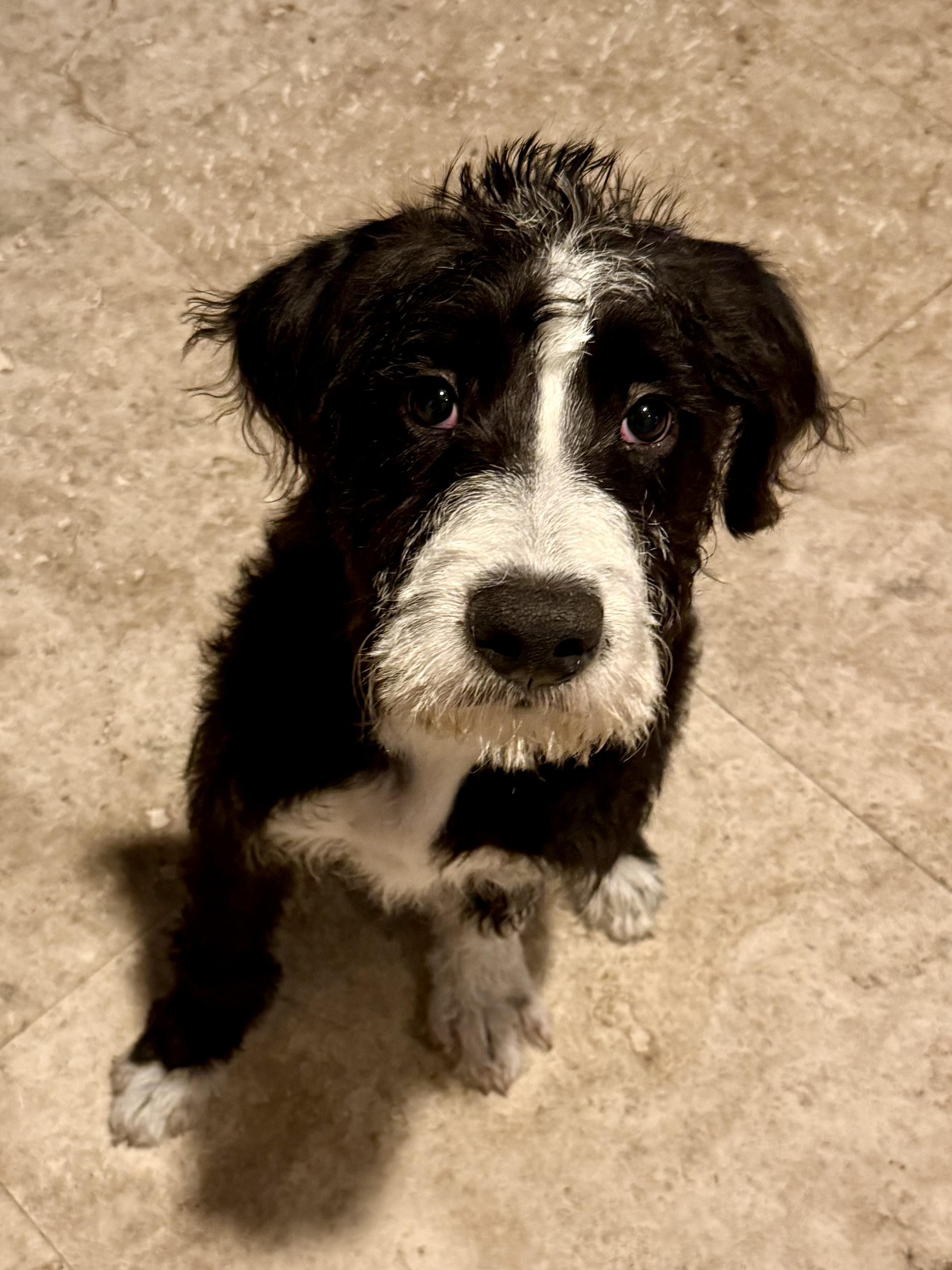 Hypoallergenic bernadoodle puppy boy David , an adopted Bernadoodle in Boca Raton, FL image 1/6