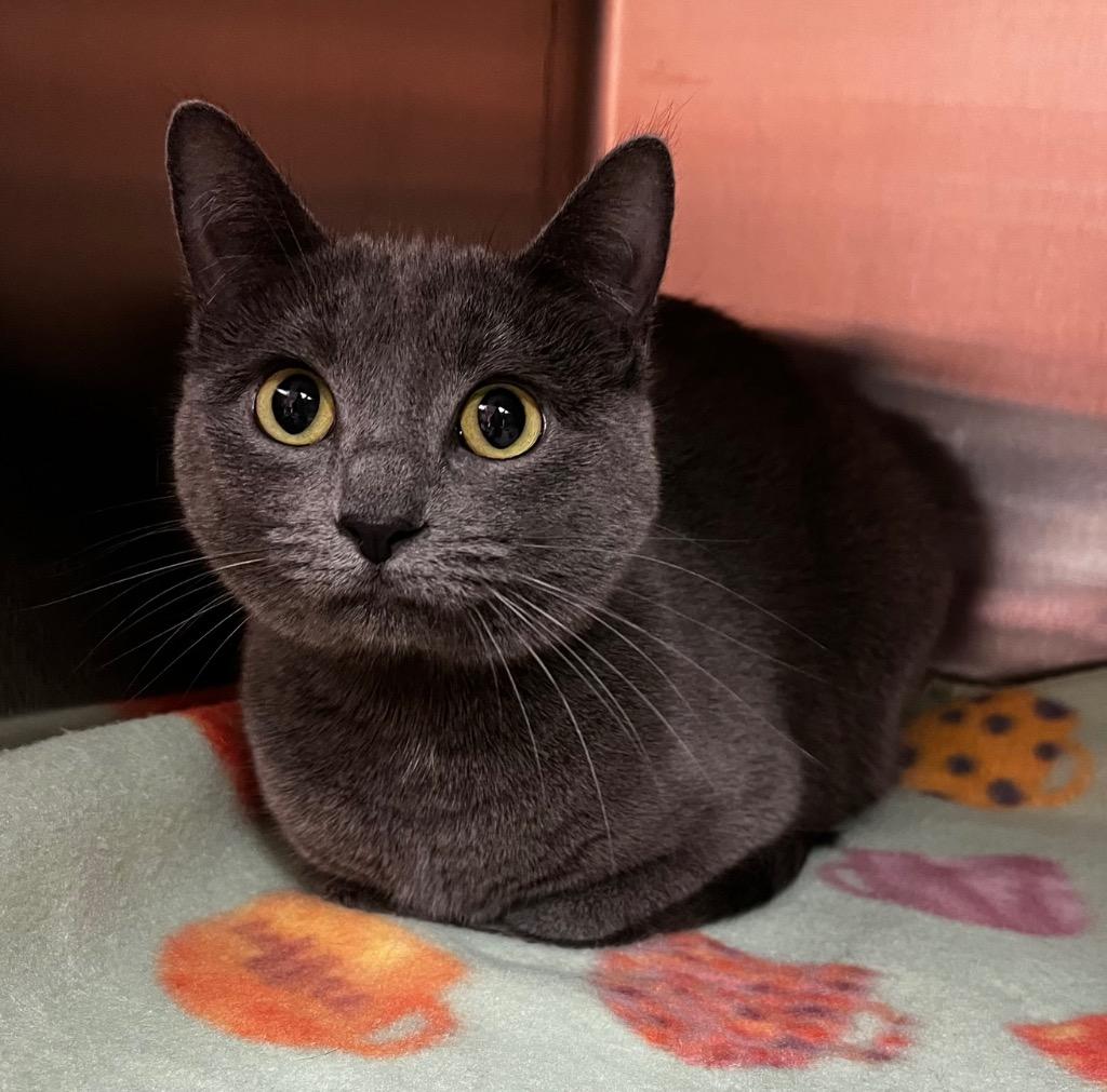 Hazel, Adopted, Adult Female Russian Blue & Domestic Short Hair.