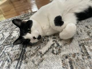 Foster - photo 1