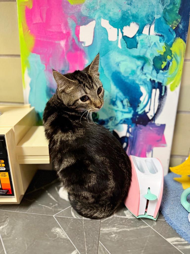 Crockpot, Adoptable, Kitten Male Domestic Short Hair.